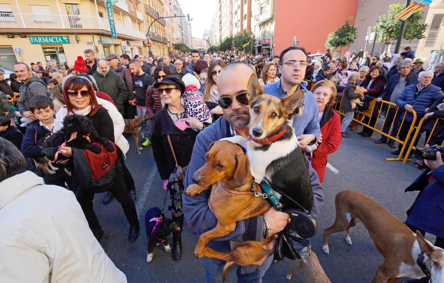 La bendición de animales por San Antonio Abad en Valencia, en imágenes. 