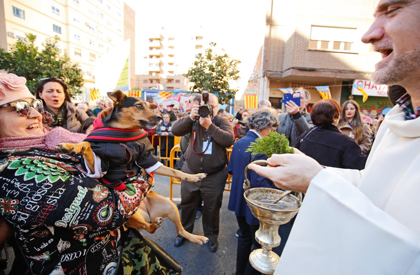 La bendición de animales por San Antonio Abad en Valencia, en imágenes. 