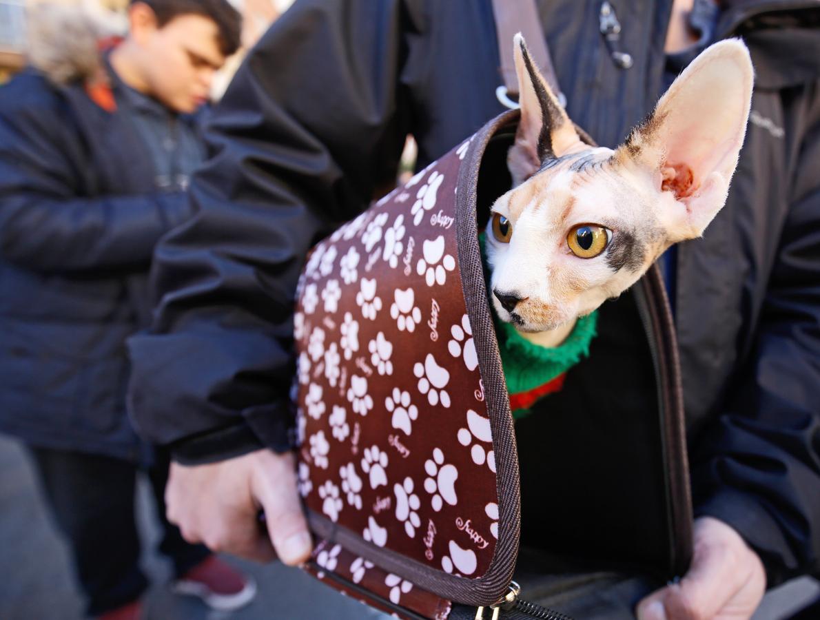 La bendición de animales por San Antonio Abad en Valencia, en imágenes. 