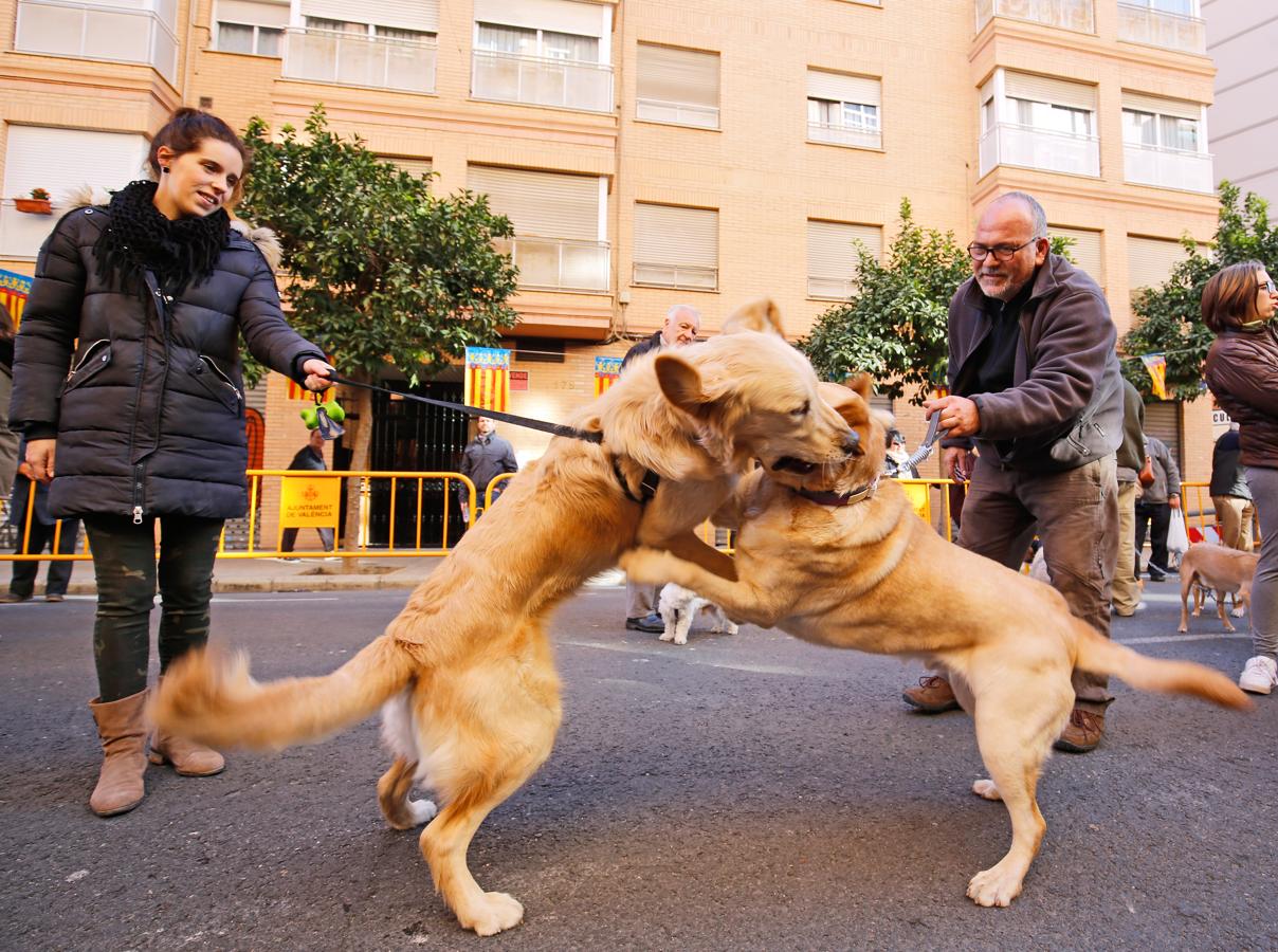 La bendición de animales por San Antonio Abad en Valencia, en imágenes. 