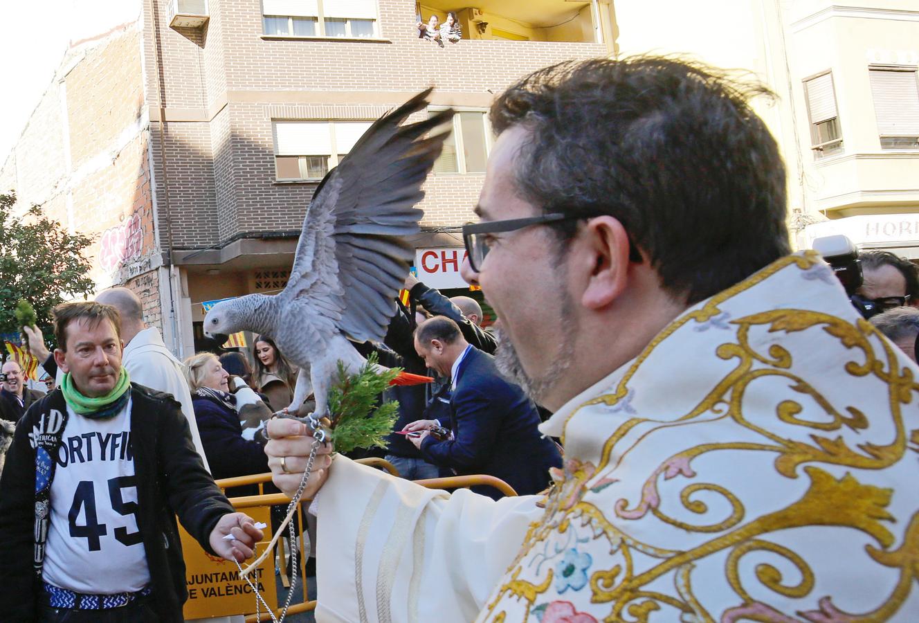 La bendición de animales por San Antonio Abad en Valencia, en imágenes. 