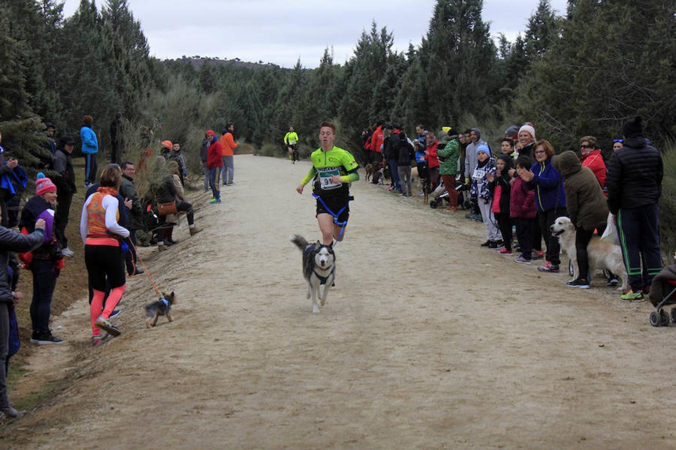 III Mushing Day «Ciudad de Toledo»