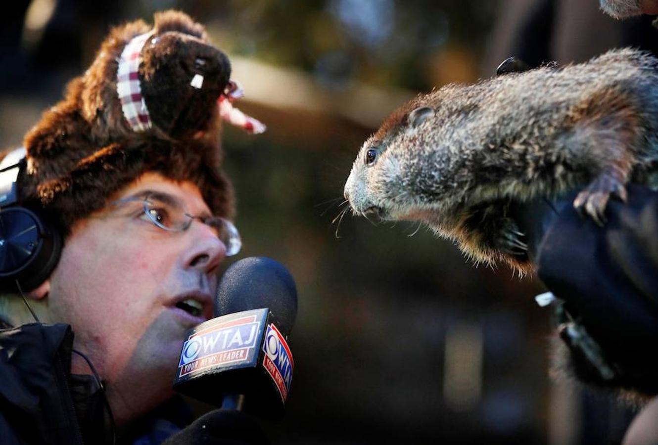 Un periodista intenta entrevistar a la marmota Phil en Punxsutawney, en el estado de Pensilvania.. 