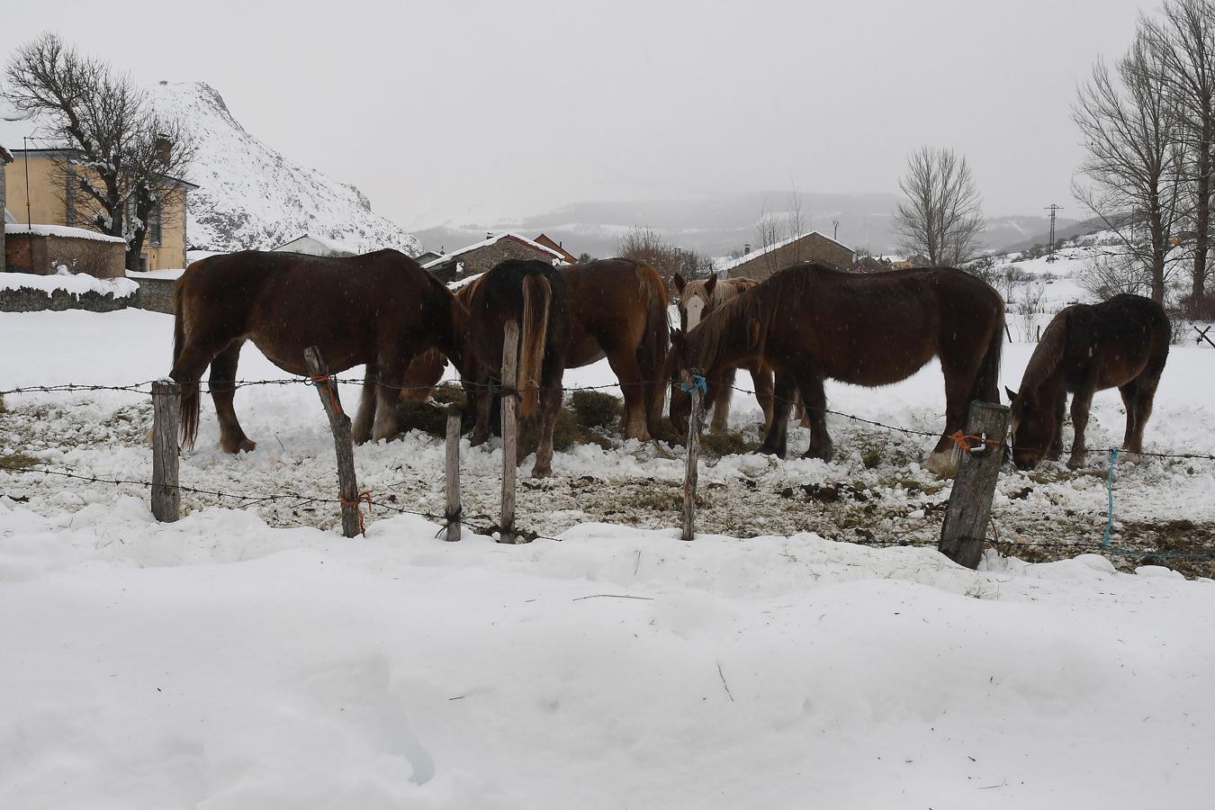 Varios caballos pastan entre la nieve caída en la localidad leonesa de Puebla de Lillo (León). 