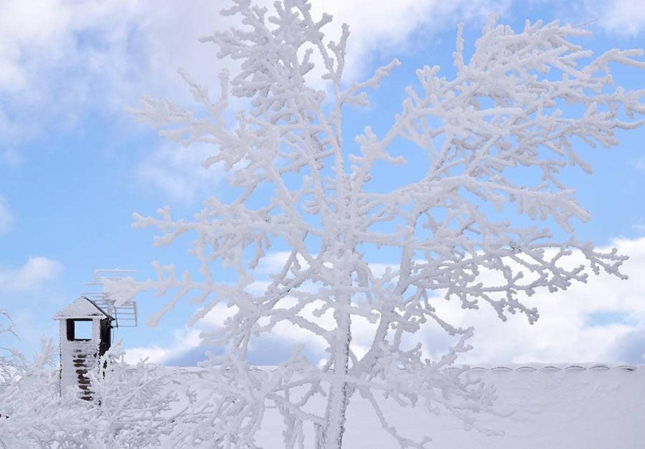 Vista de la montaña lucense en O Cebreiro donde las ramas de los arboles cubiertas de hielo forman fractales.. 