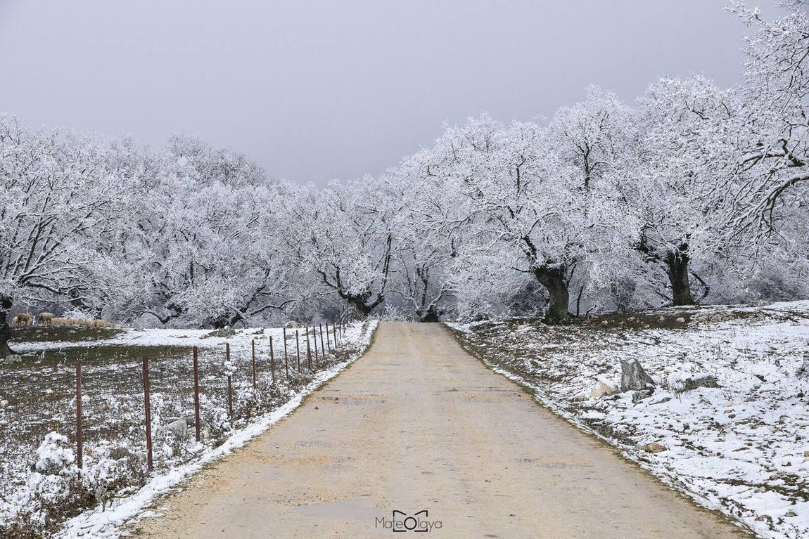 MATEO OLAYA / SANDRA NÚÑEZ / FRANCISCO GUTIÉRREZ