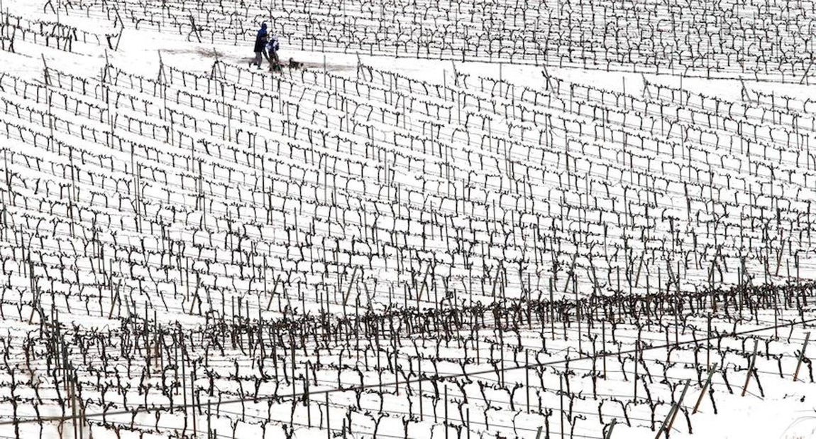La Rioja, teñida de blanco. 