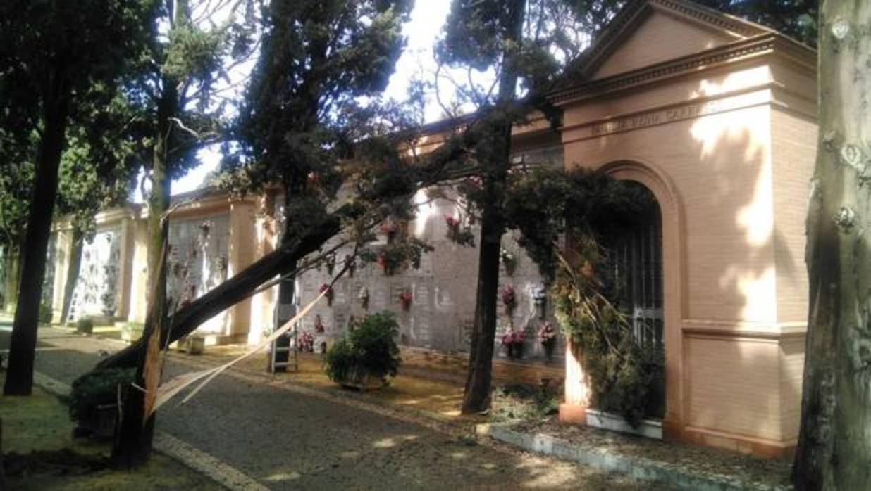 Caídas de árboles en el cementerio de Sevilla