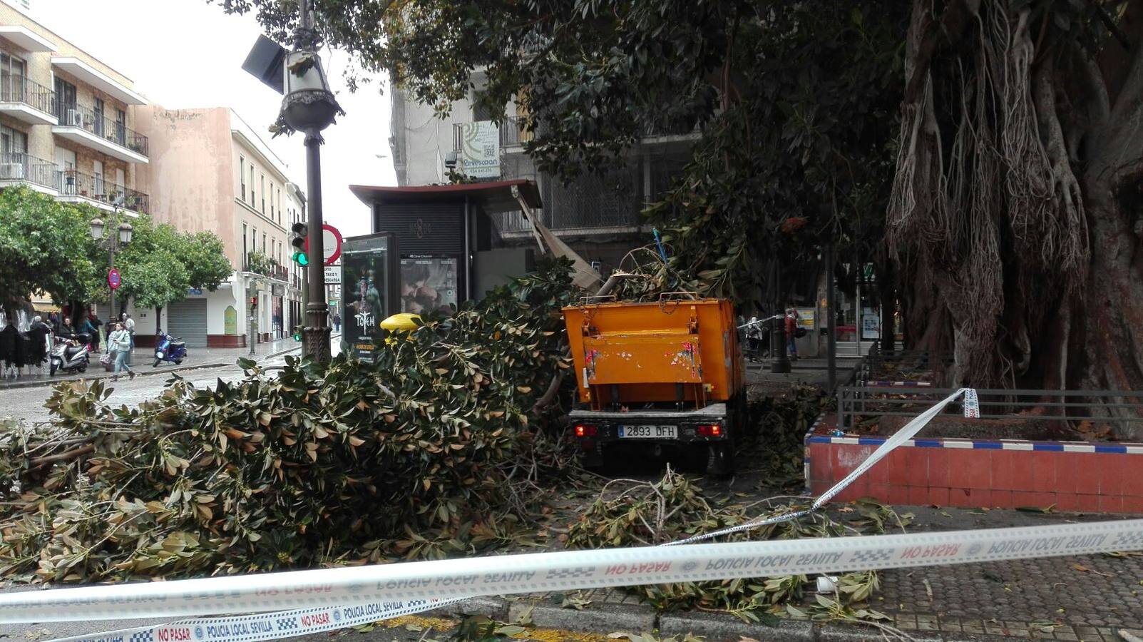 Temporal en Sevilla: Los servicios de emergencias atienden más de 360 incidencias por lluvias y fuertes vientos
