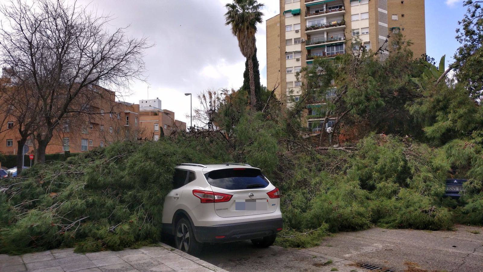 Los estragos del temporal en Sevilla