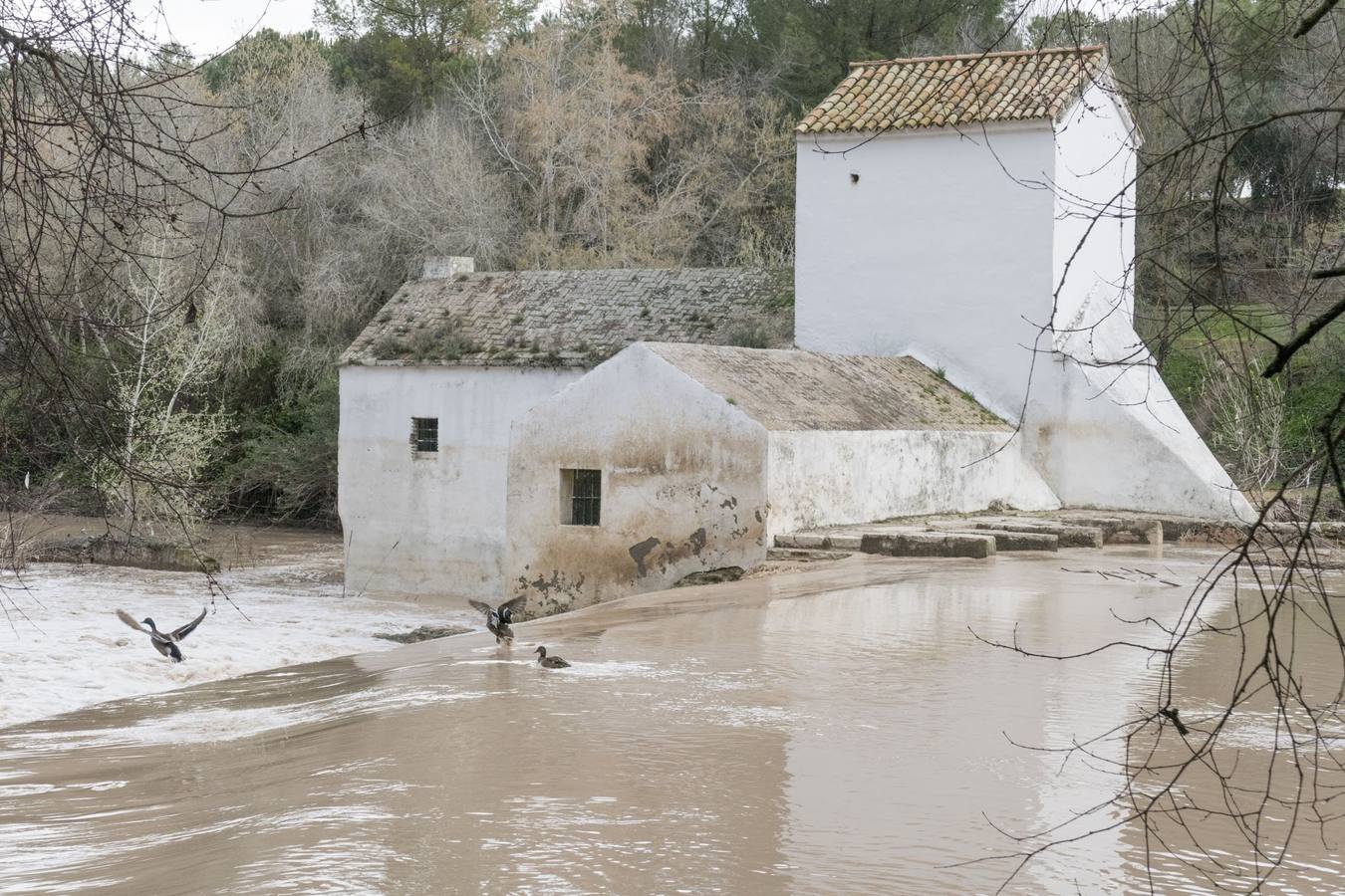 Molinos del río Guadaíra, casi inundados
