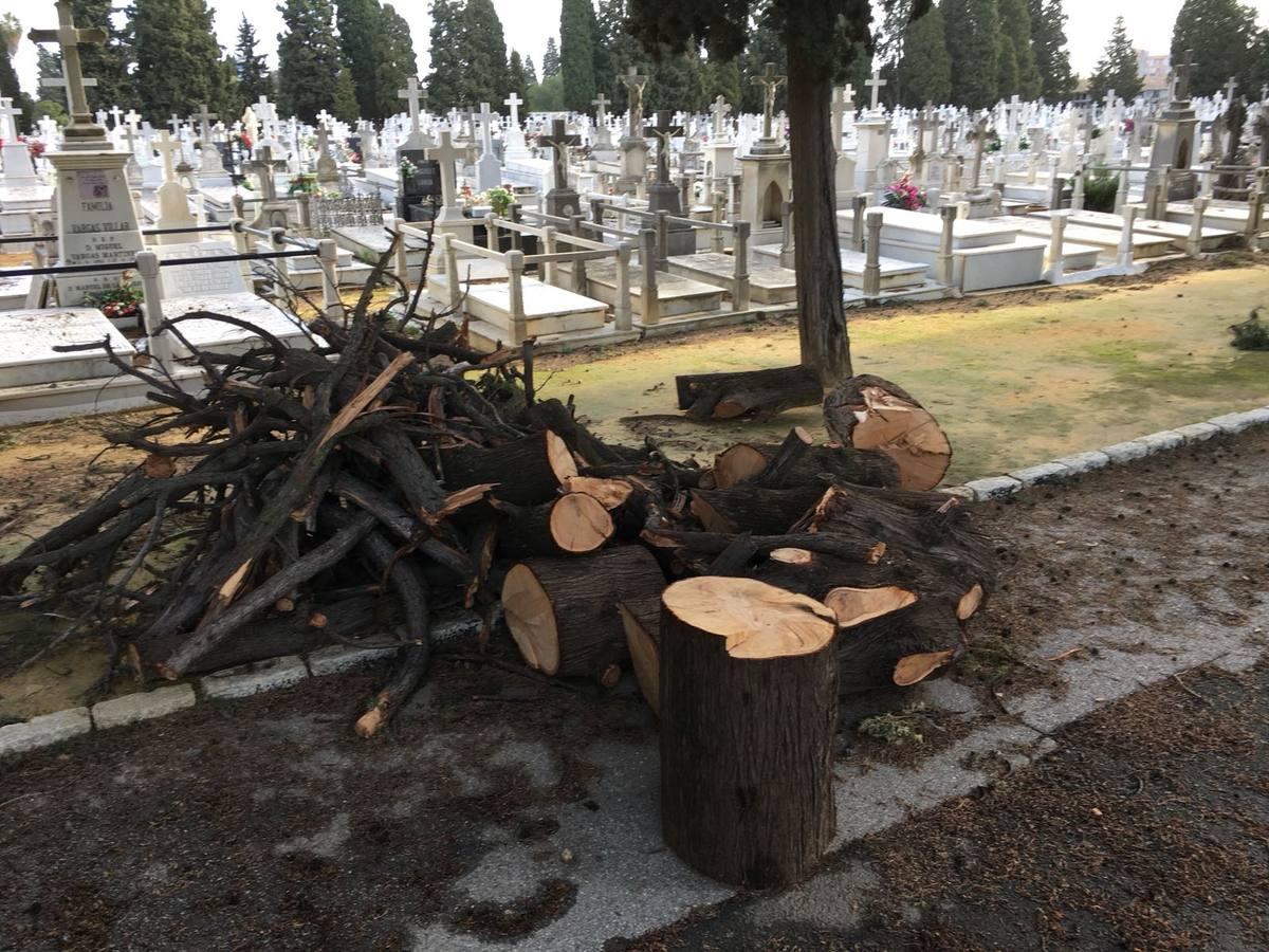 Así ha quedado el cementerio de Sevilla tras el temporal