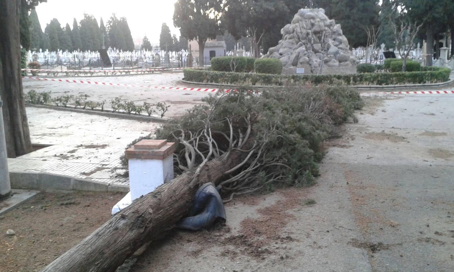 Así ha quedado el cementerio de Sevilla tras el temporal