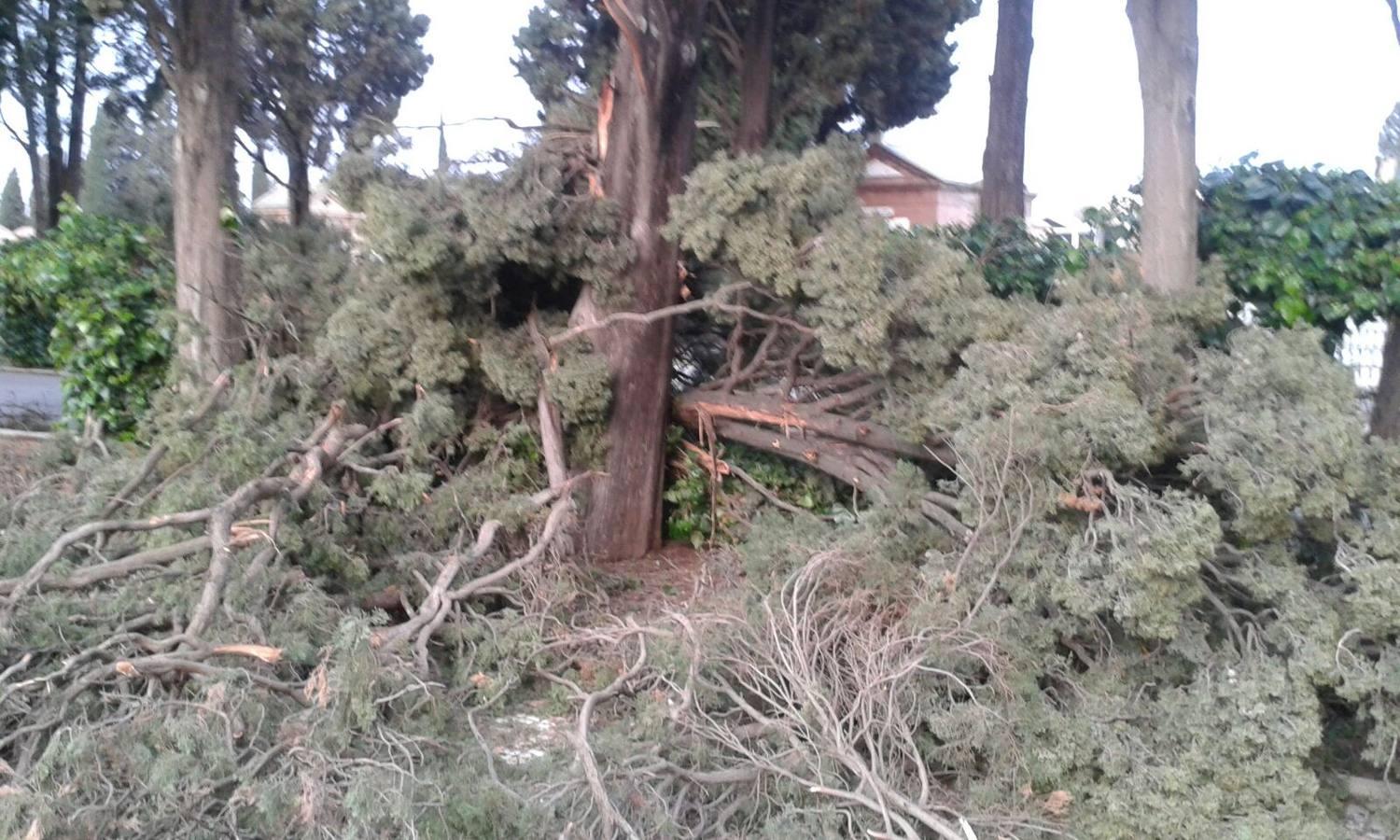 Así ha quedado el cementerio de Sevilla tras el temporal