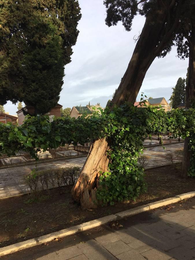 Así ha quedado el cementerio de Sevilla tras el temporal