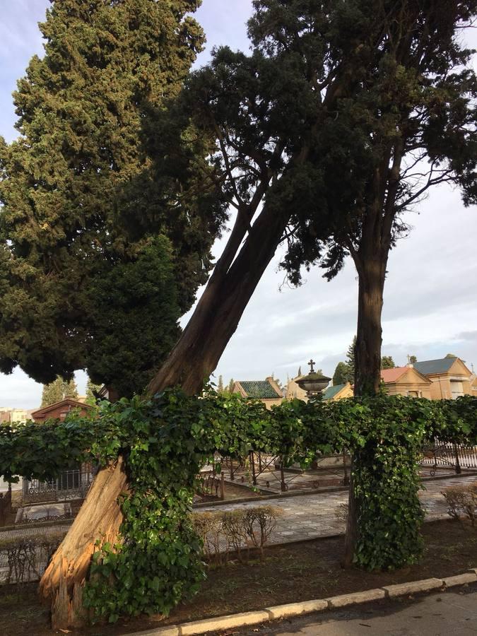 Así ha quedado el cementerio de Sevilla tras el temporal