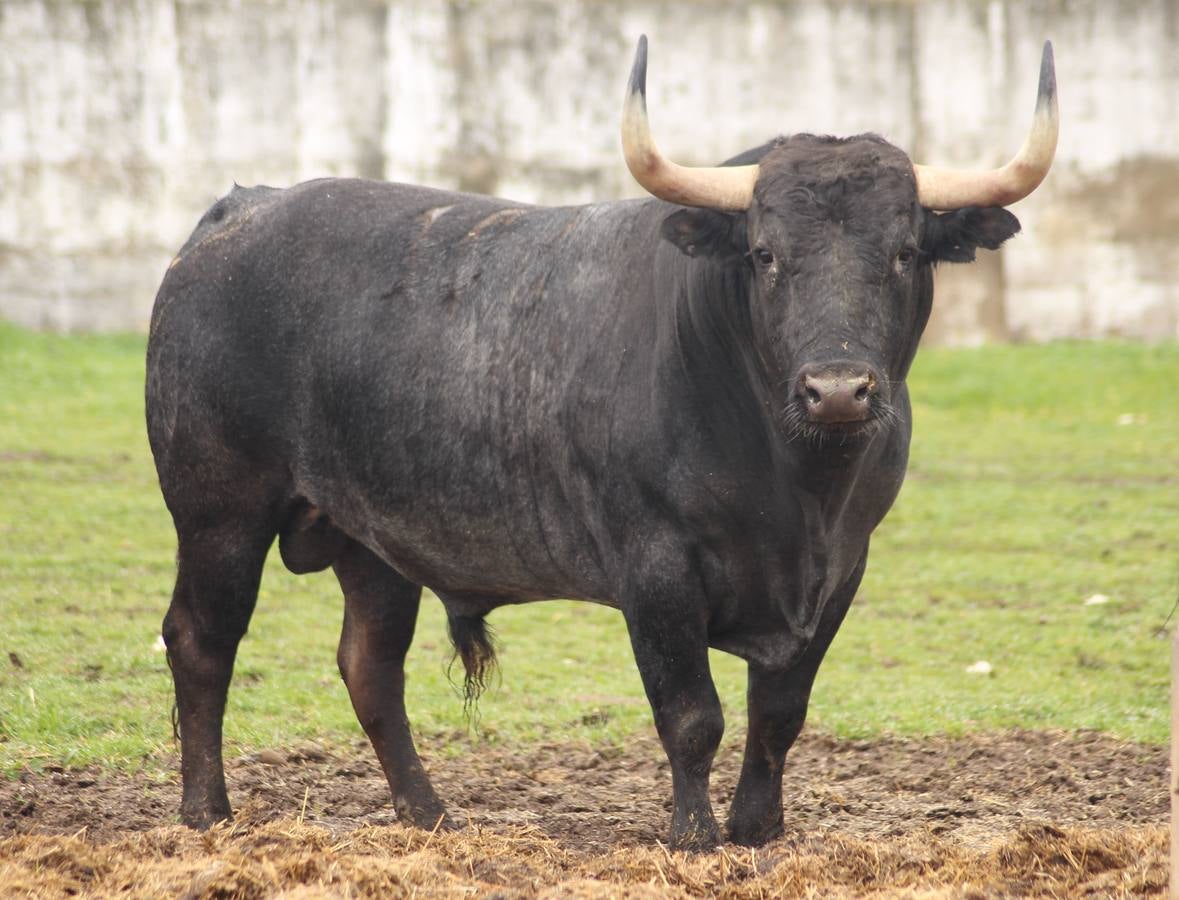 Estos son los toros de Victorino que se lidiarán el domingo en Las Ventas