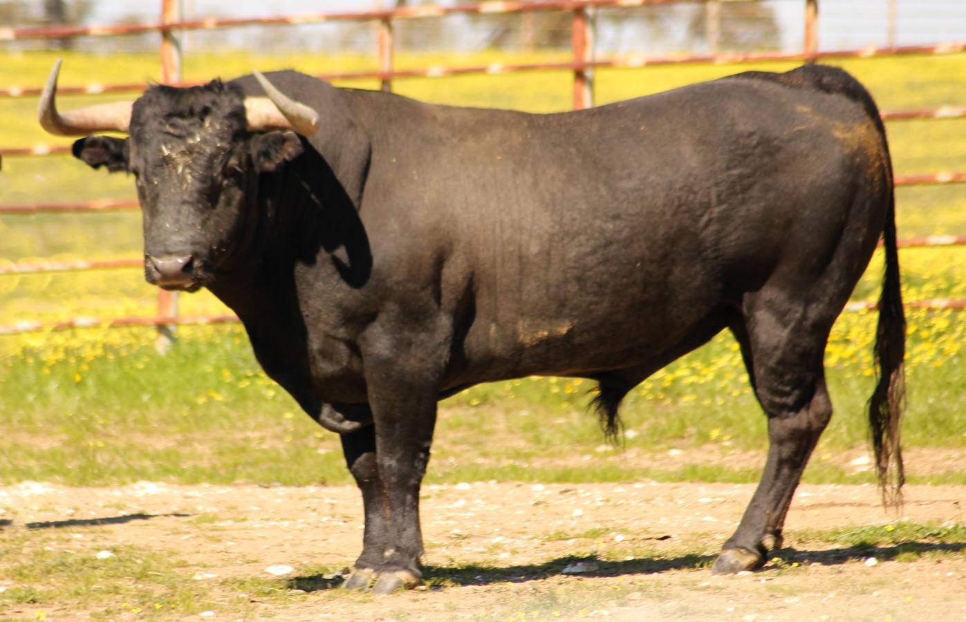 Estos son los toros de Victorino que se lidiarán el domingo en Las Ventas