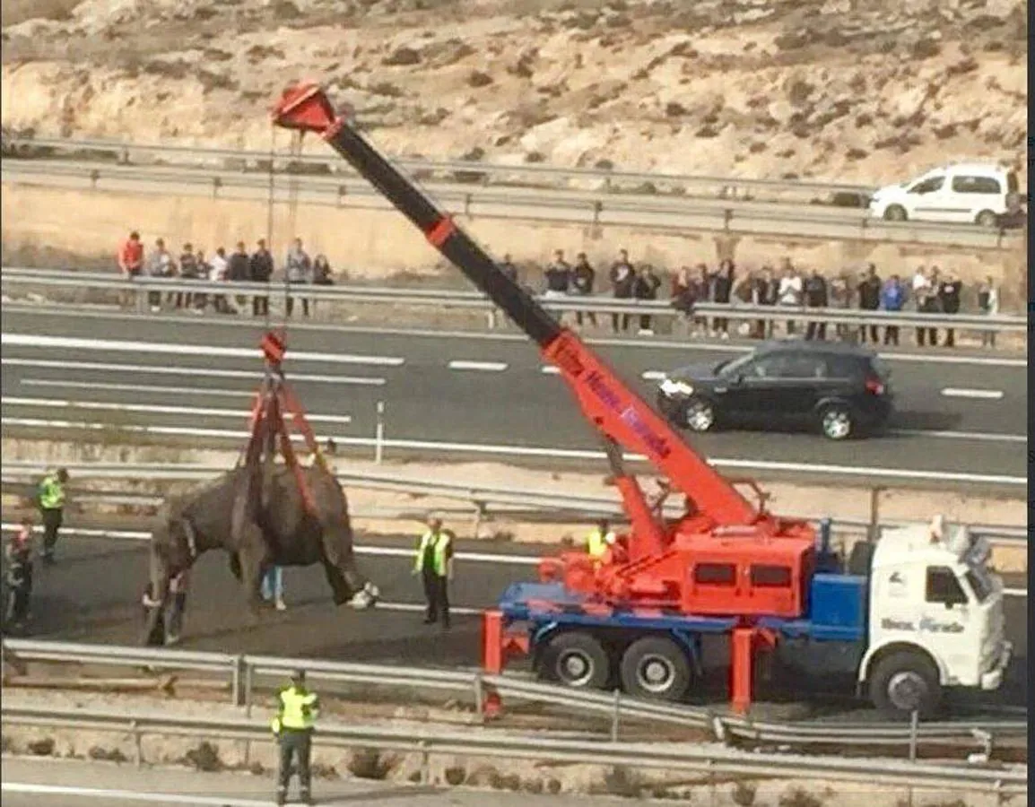 La A-30 ha quedado cortada este lunes a su paso por la localidad albaceteña de Pozo Cañada debido al accidente de un camión que ha provocado que los elefantes que transportaba hayan quedado sueltos. 