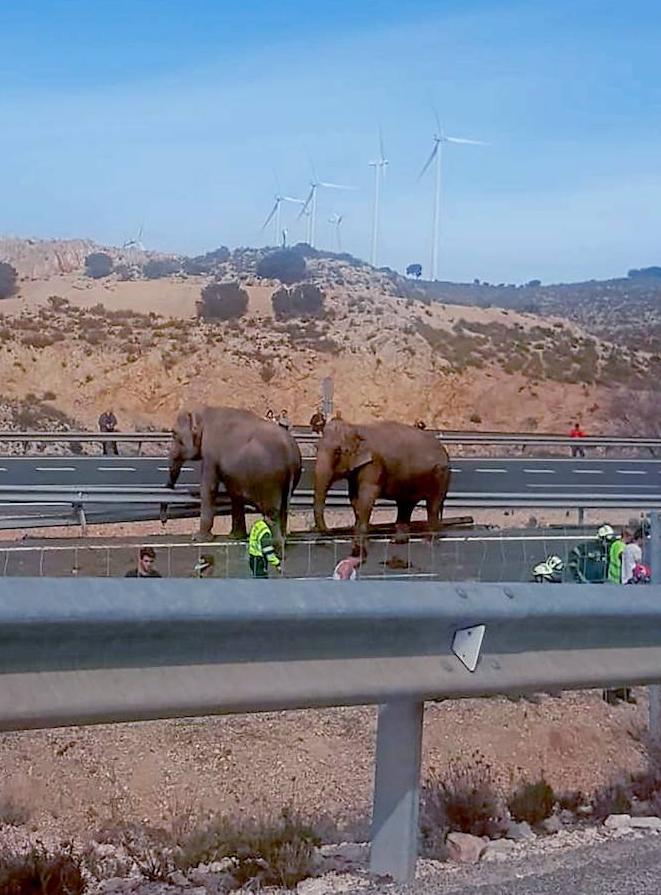 Un elefante ha muerto y dos han resultado heridos. 