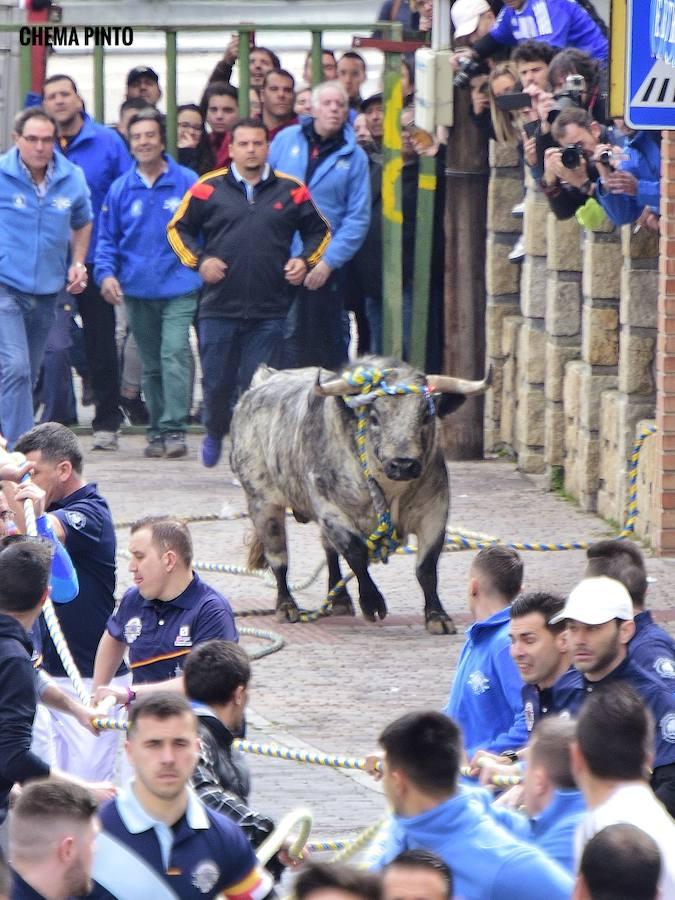 El toro «enmaromado», en imágenes