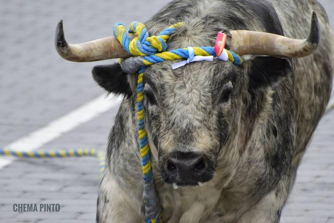 El toro «enmaromado», en imágenes