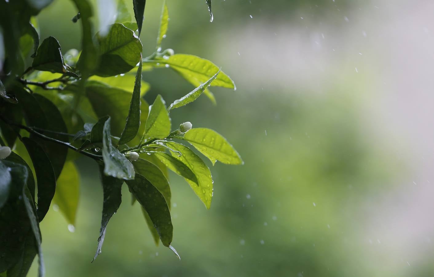 La primavera florece en Córdoba entre la lluvia, en imágenes