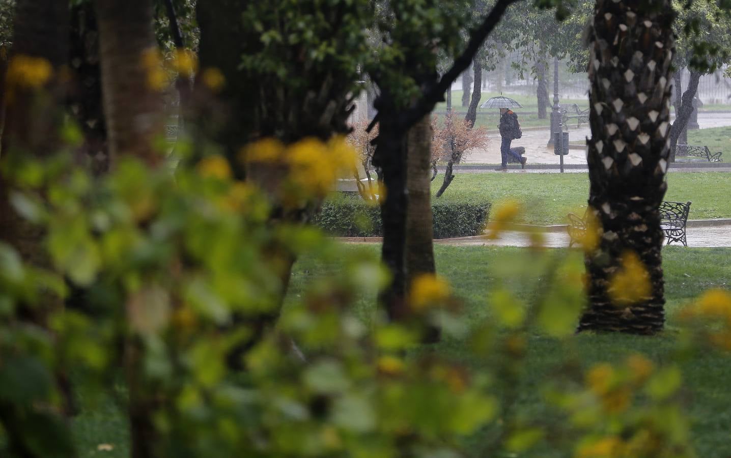 La primavera florece en Córdoba entre la lluvia, en imágenes