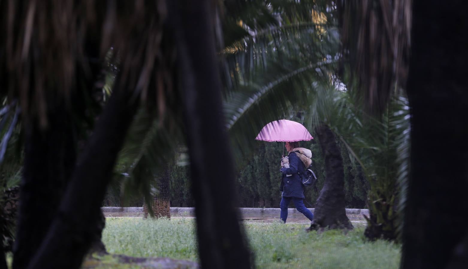 La primavera florece en Córdoba entre la lluvia, en imágenes