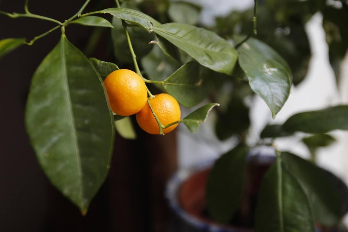 Los Patios de Córdoba ultiman detalles, en imágenes