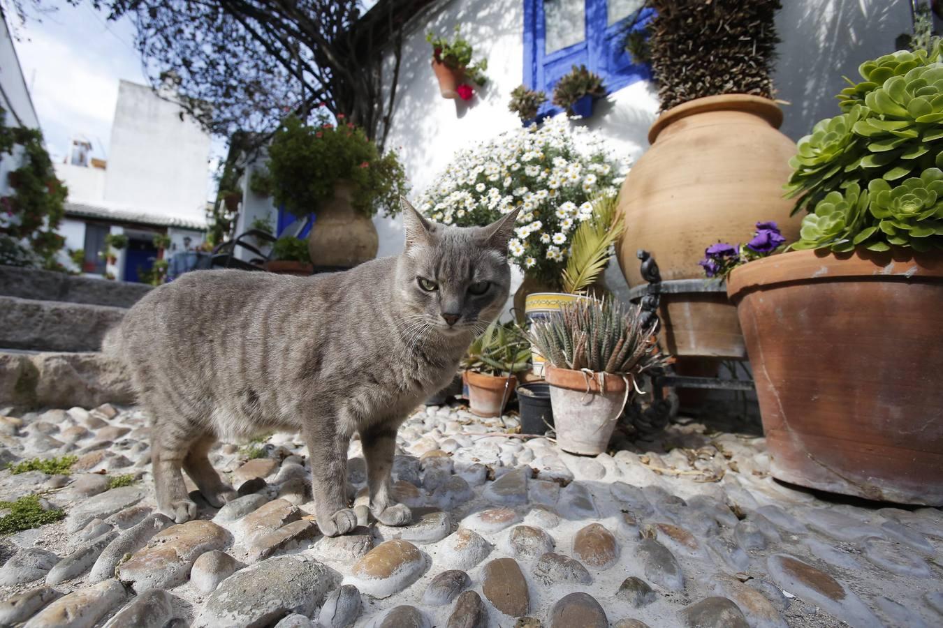 Los Patios de Córdoba ultiman detalles, en imágenes