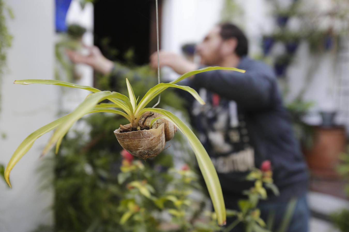 Los Patios de Córdoba ultiman detalles, en imágenes