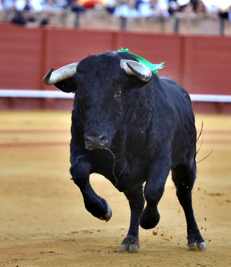 Dwetalle recogido durante la corrida