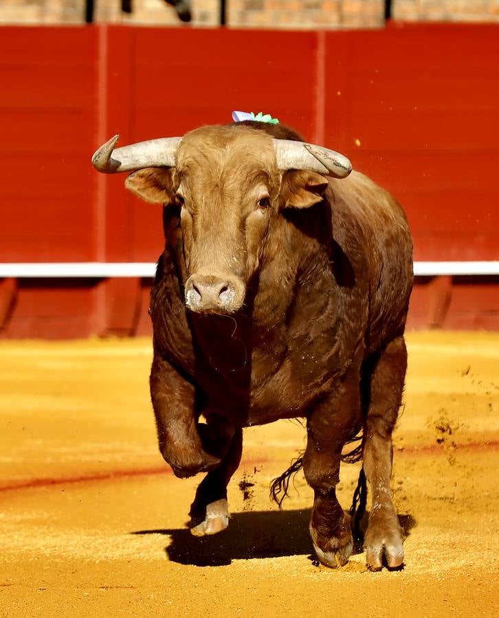 Dwetalle recogido durante la corrida