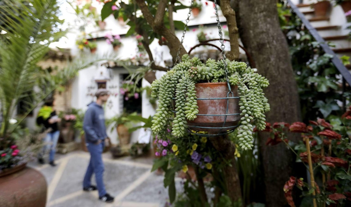Los patios de Santiago y San Pedro de Córdoba, en imágenes
