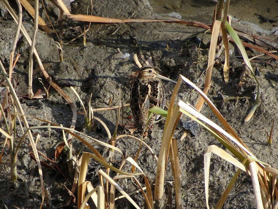 3.. Una agachadiza común