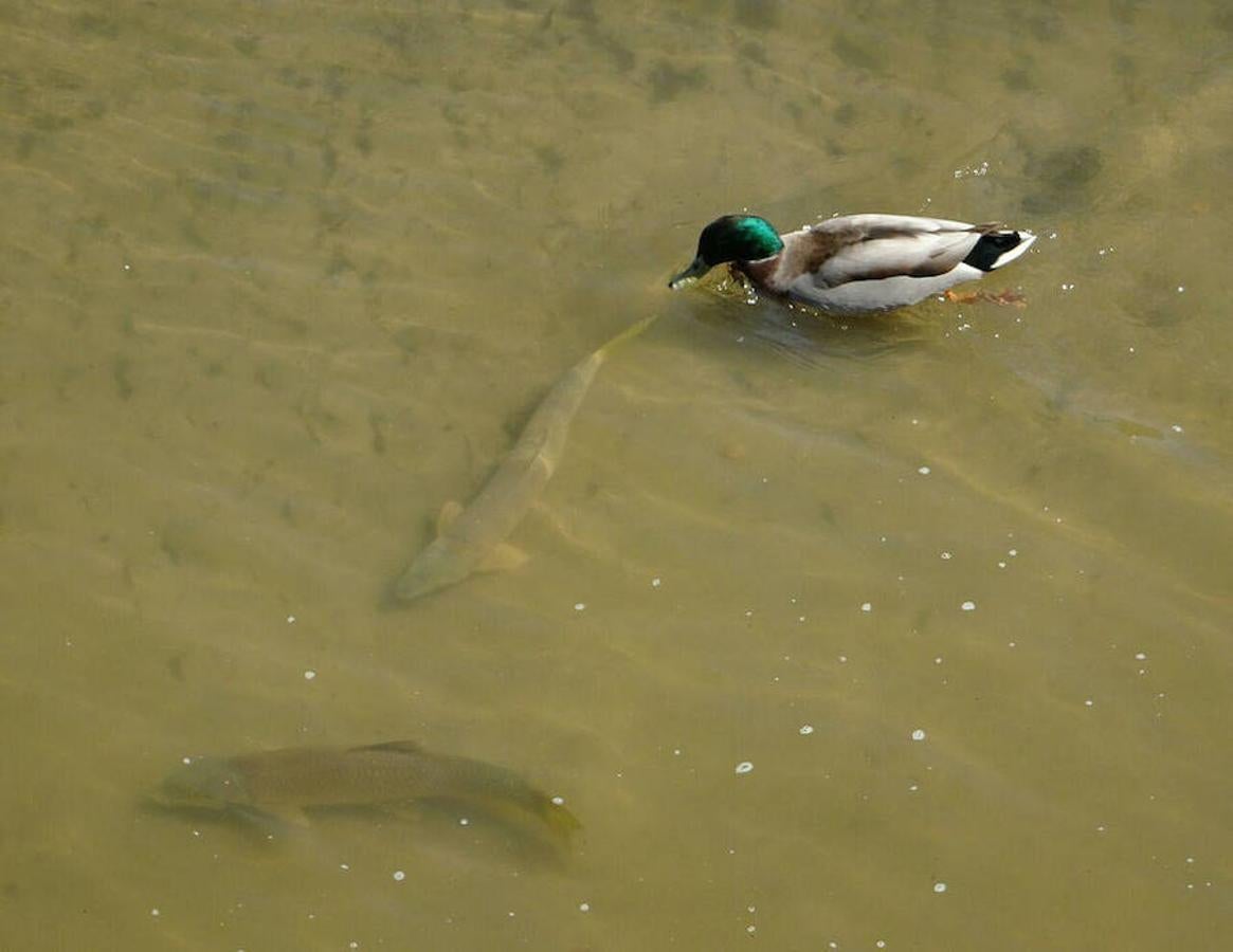 5.. Un ánade real nada entre dos ejemplares de barbo