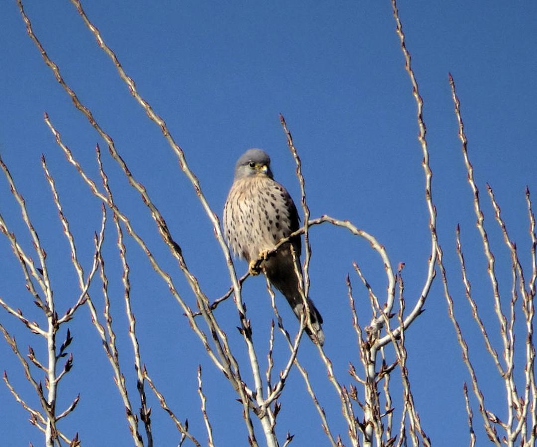 8.. Un cernícalo posado en una de las ramas de los árboles que han crecido en el río