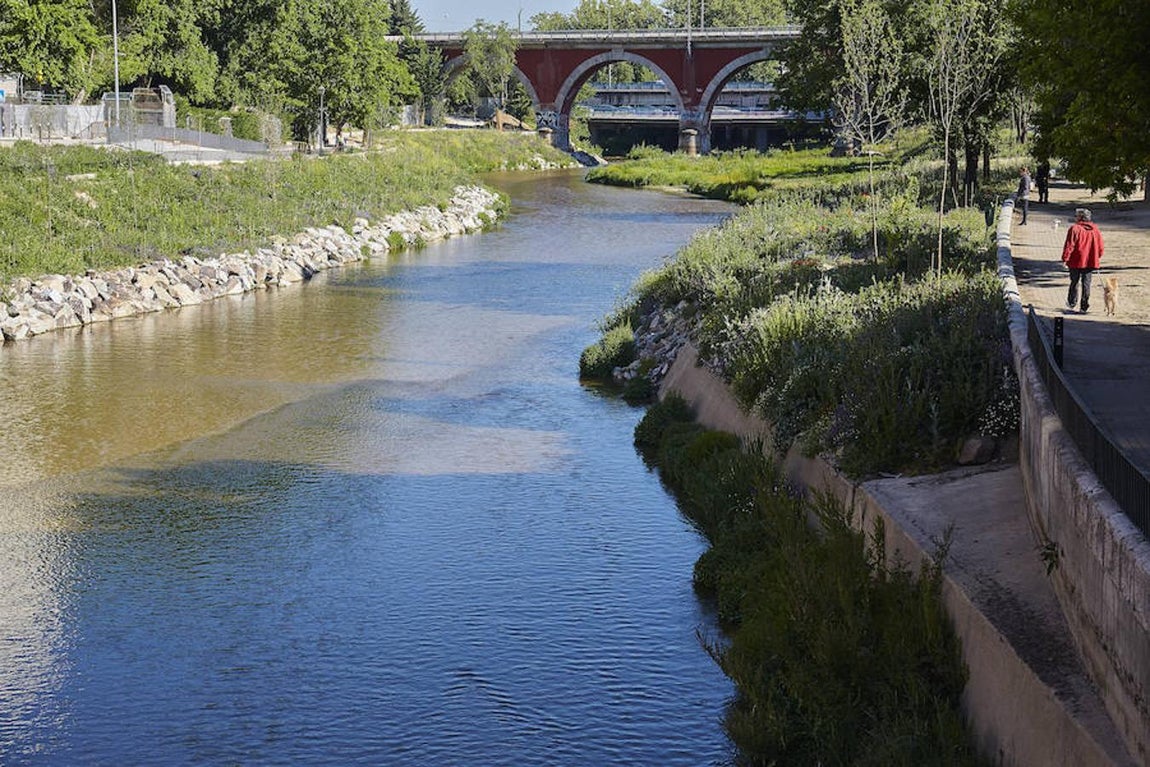 14.. El aspecto actual del río Manzanares con la vegetación que ha brotado en estos dos años desde que se abrieron las presas