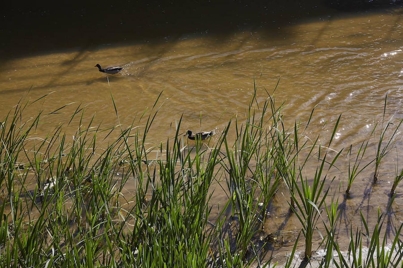 15.. Varios patos navegan por las aguas del Manzanares