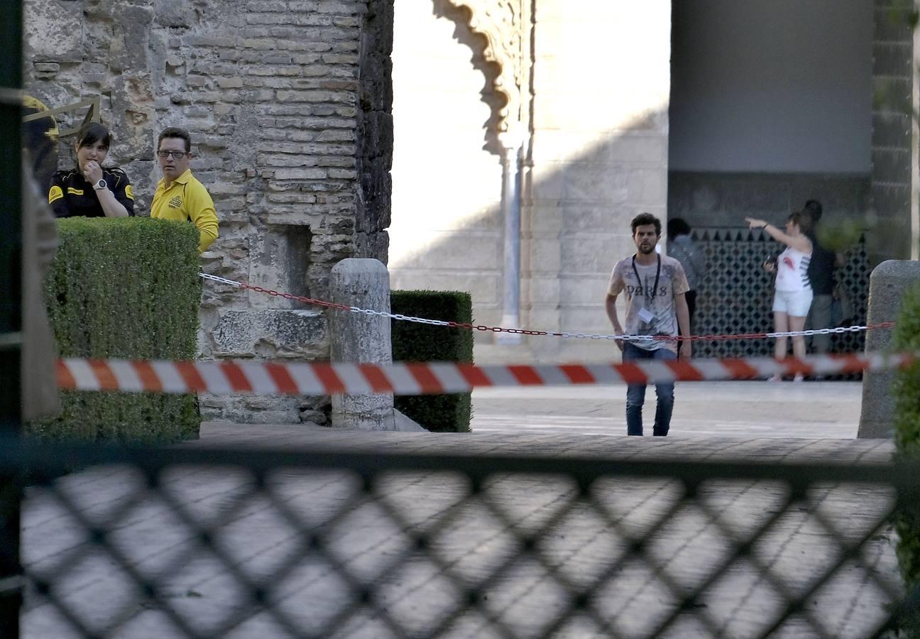 Las imágenes que ha dejado la caída del árbol en el Real Alcázar