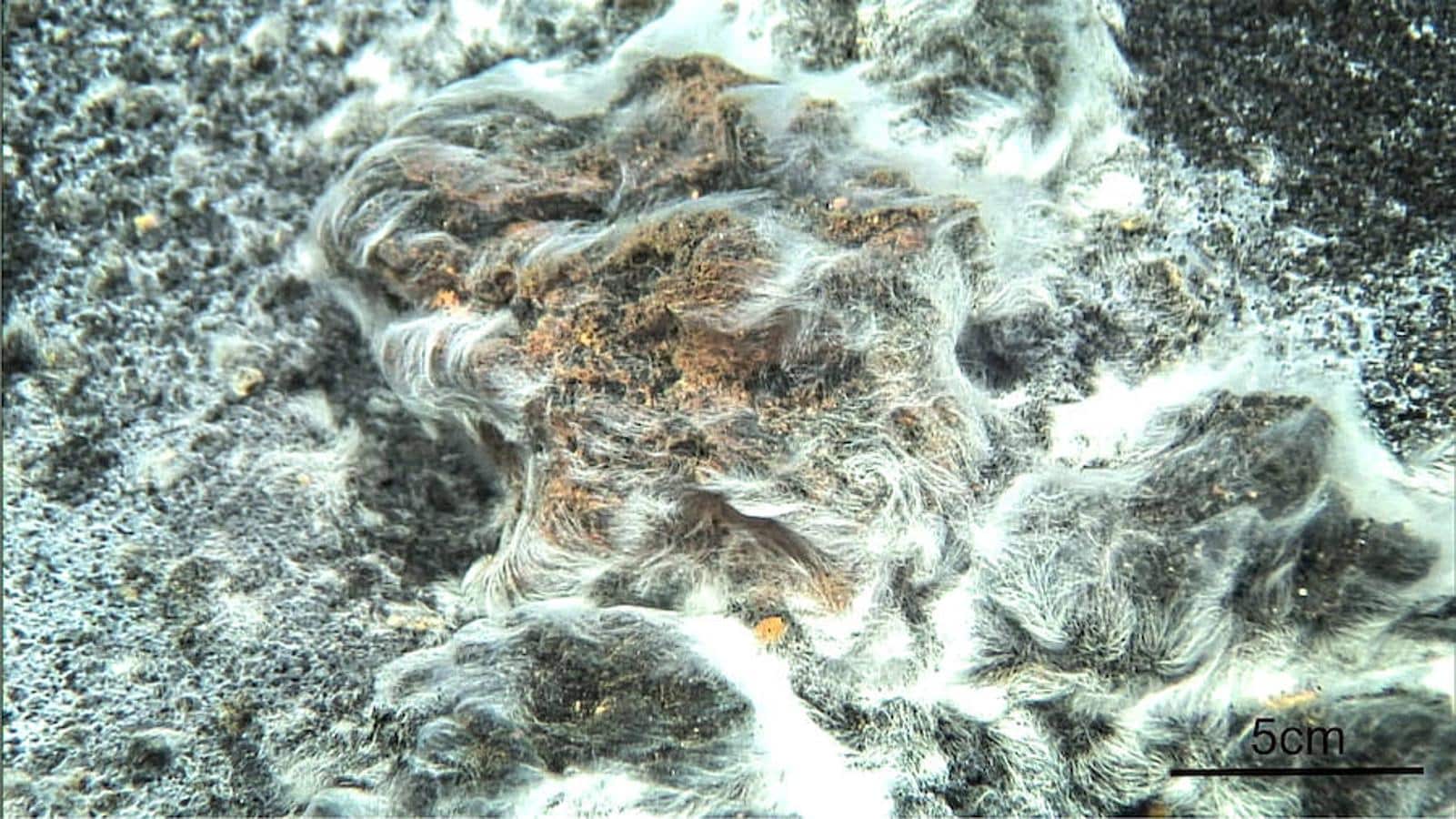 2. Thiolava veneris. Una bacteria coloniza los depósitos tras la erupción submarina de 2011. El Hierro (Islas Canarias). Firma foto: Miquel Canals. 