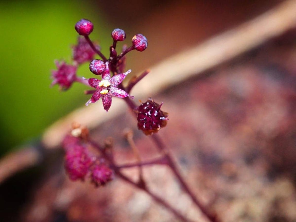 7. Sciaphila sugimoto. Planta heterótrofa, que se alimenta a partir de otros organismos, Isla Ishigaki (Japón) Firma foto: Takaomi Sugimoto. 