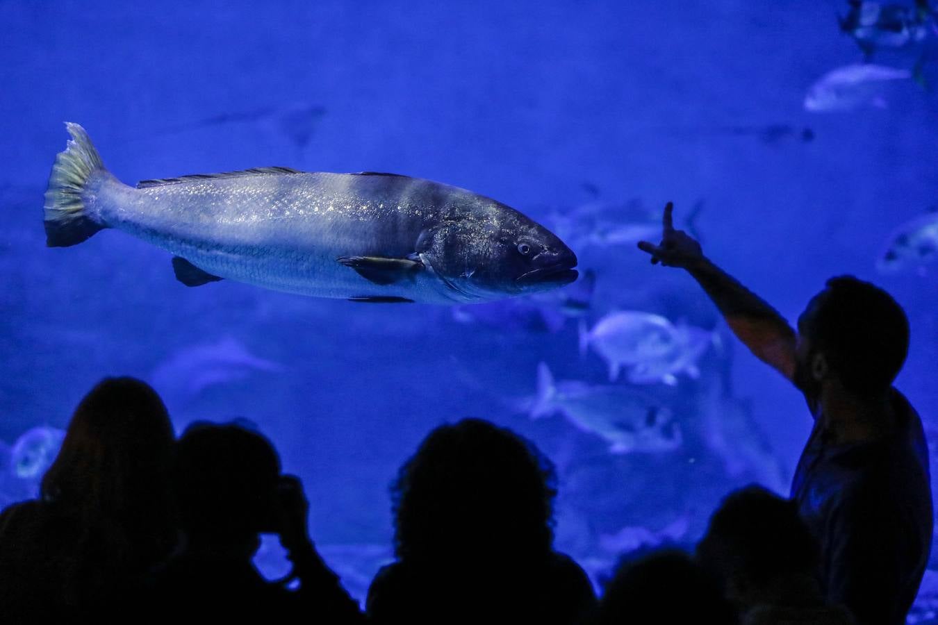 El imágenes, el nuevo acuario abre sus puertas