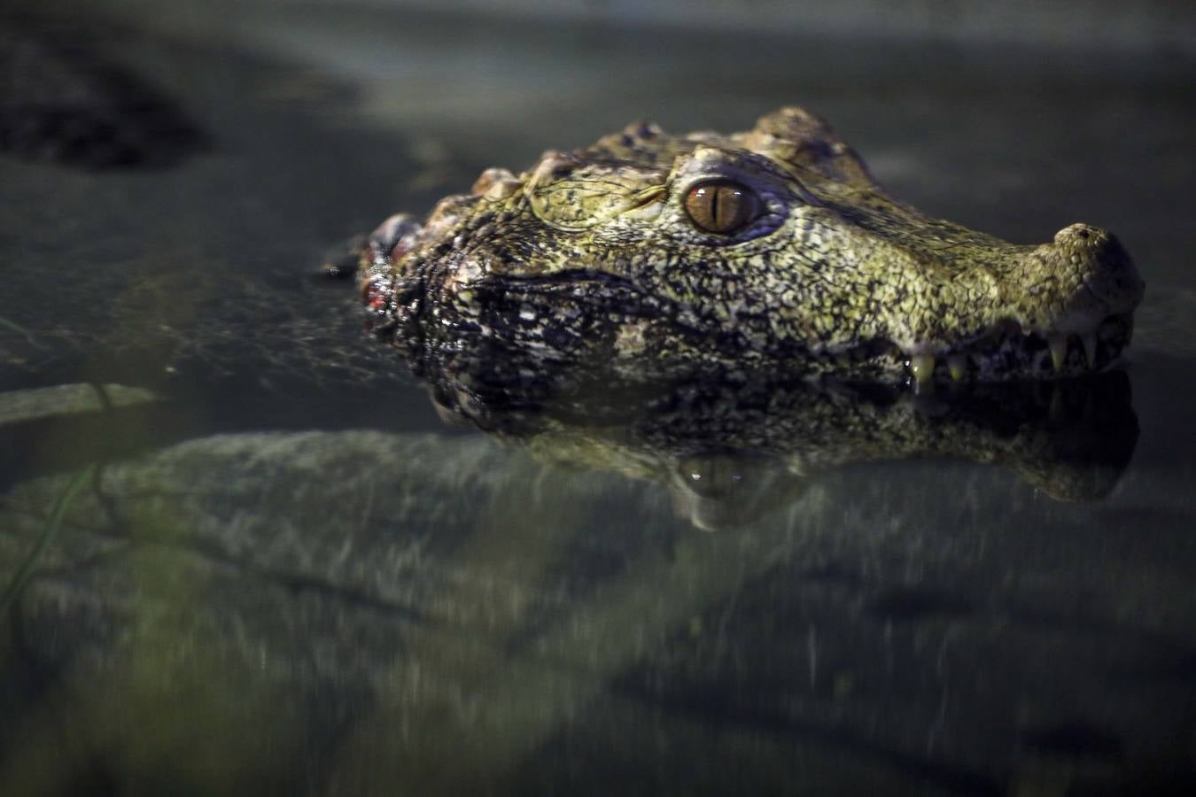 El imágenes, el nuevo acuario abre sus puertas