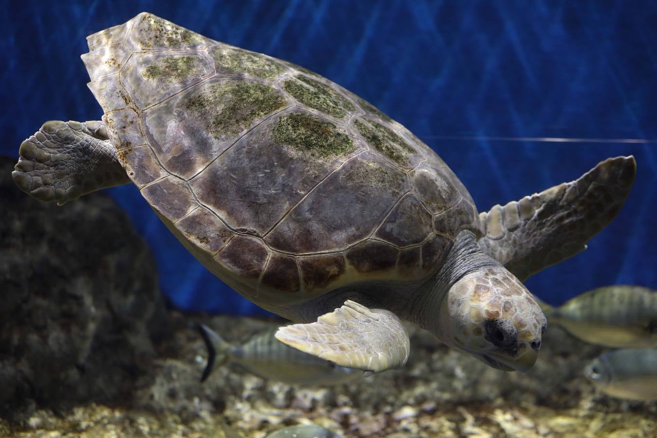 El imágenes, el nuevo acuario abre sus puertas