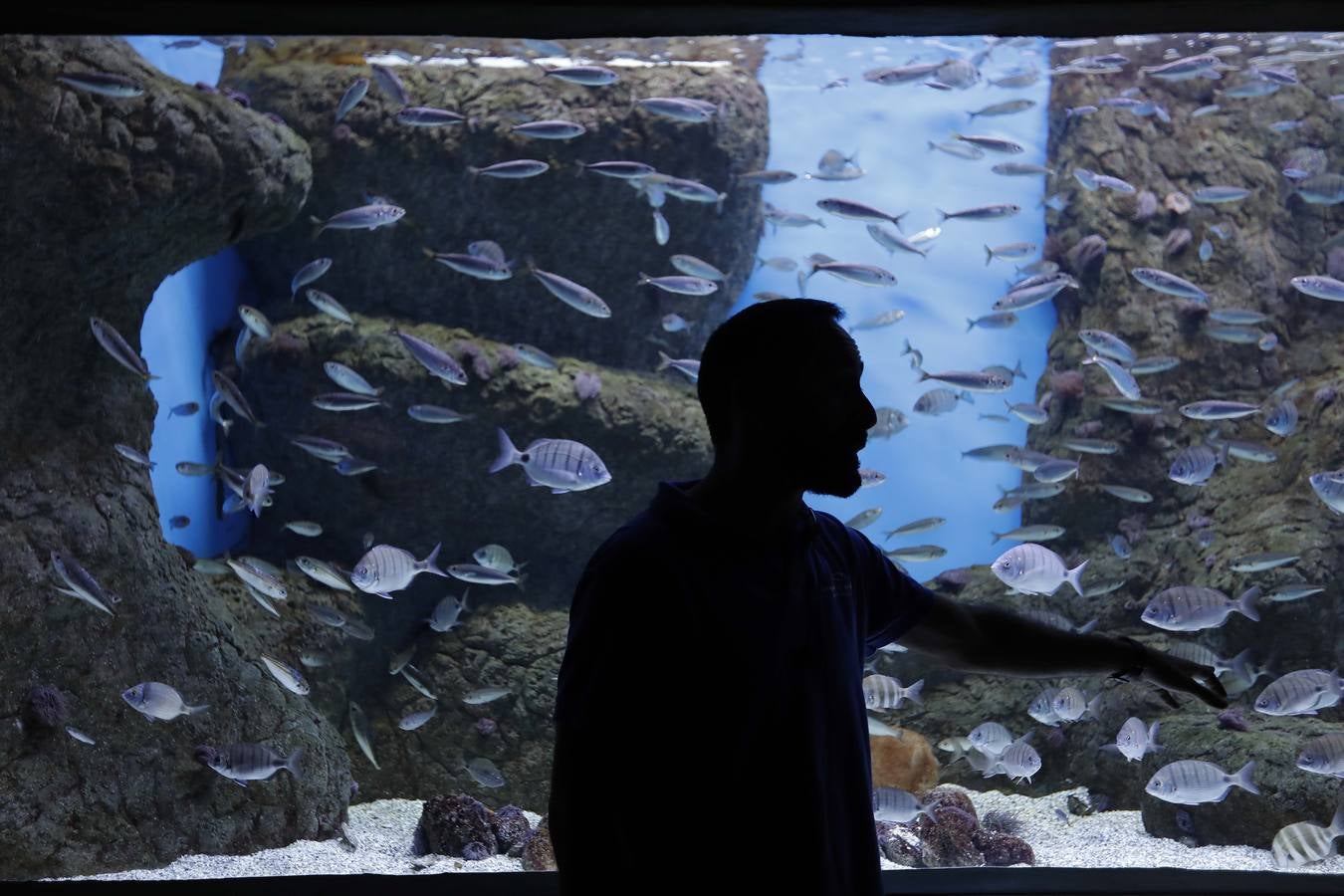 El imágenes, el nuevo acuario abre sus puertas