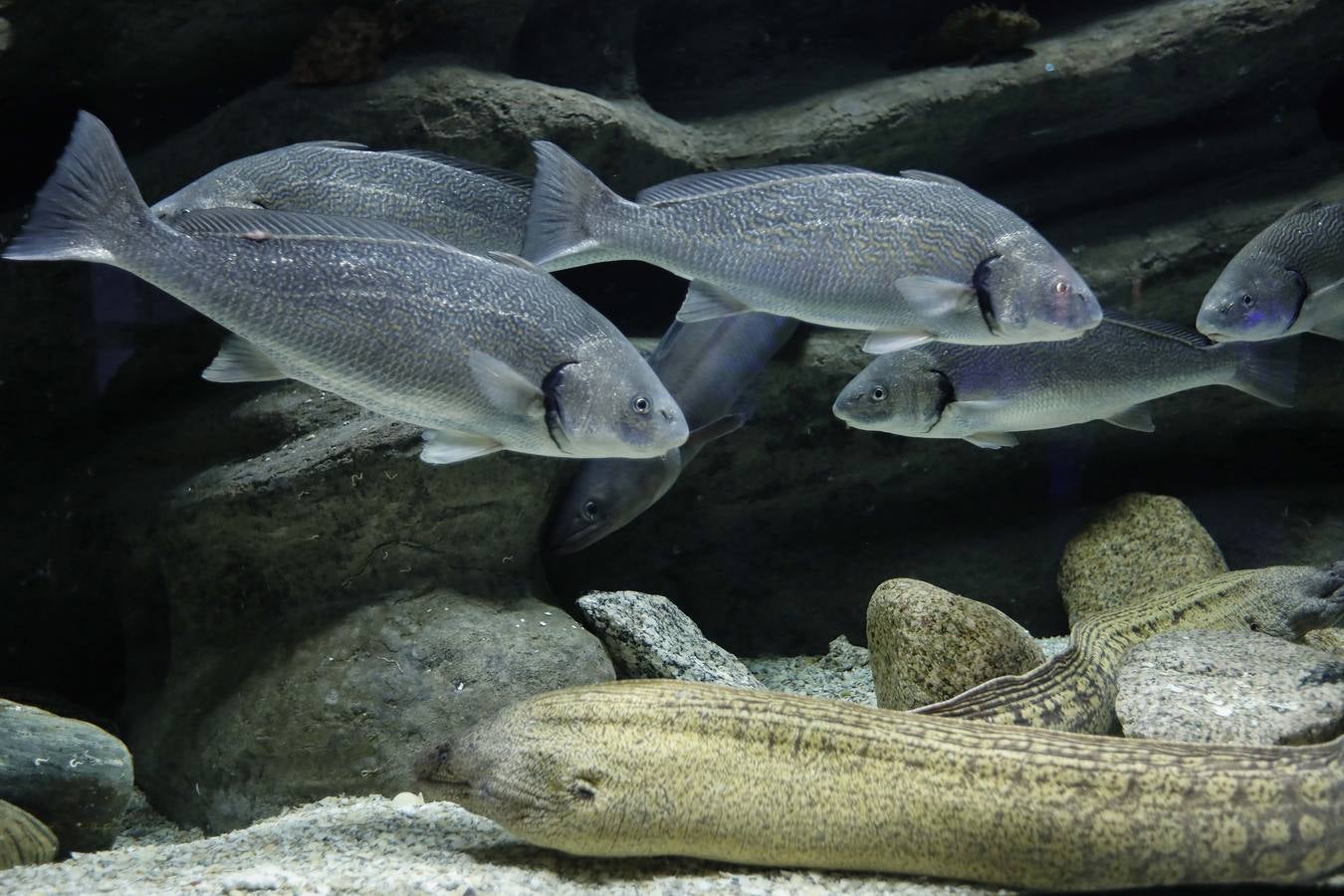 El imágenes, el nuevo acuario abre sus puertas