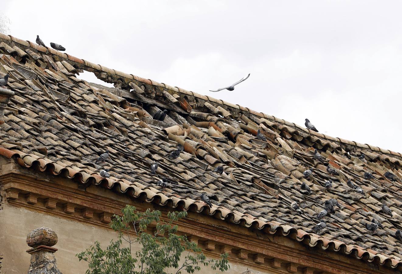 En imágenes, el deterioro de rincones históricos en el Casco de Córdoba