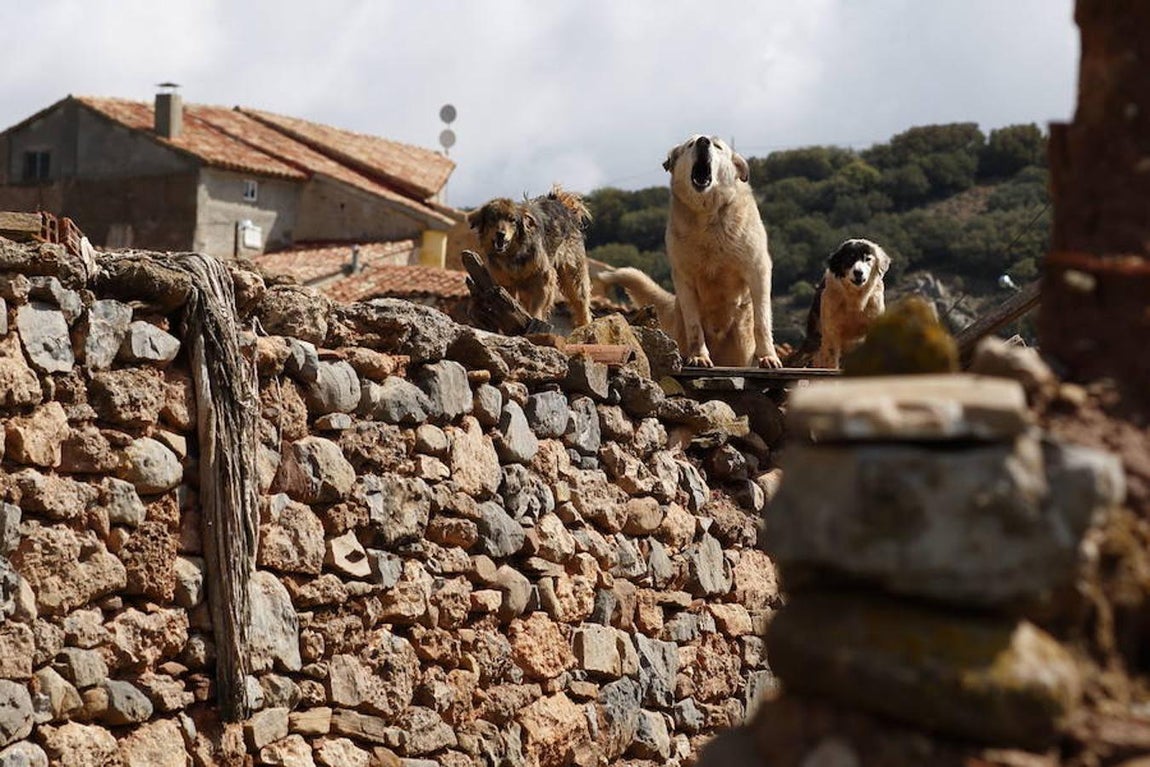En Corbatón hay más animales que habitantes. 